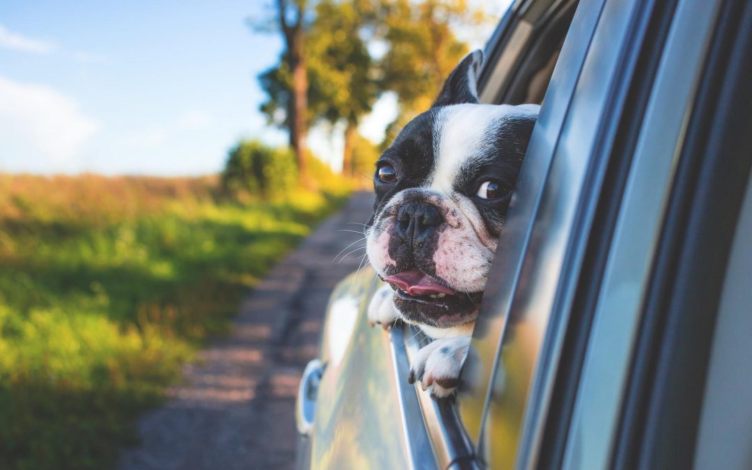 Utazás kutyával: tudjuk, hogyan lehet jó!